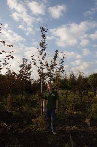 Fagus sylvatica 'Swat Margret'